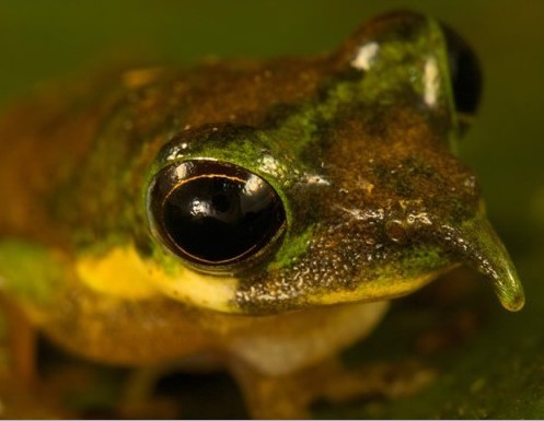 ����ı����ܺ����Ȳ�ݮз ����Ȥ��