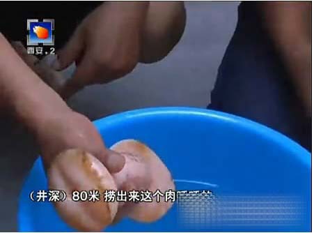 ��ο��������֥���ߺ����� ���Ů���ߣ�ͼ��