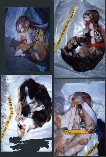 ���أ��Ҳ��̶õĶ���ʵ�����Ƭ��ͼ��